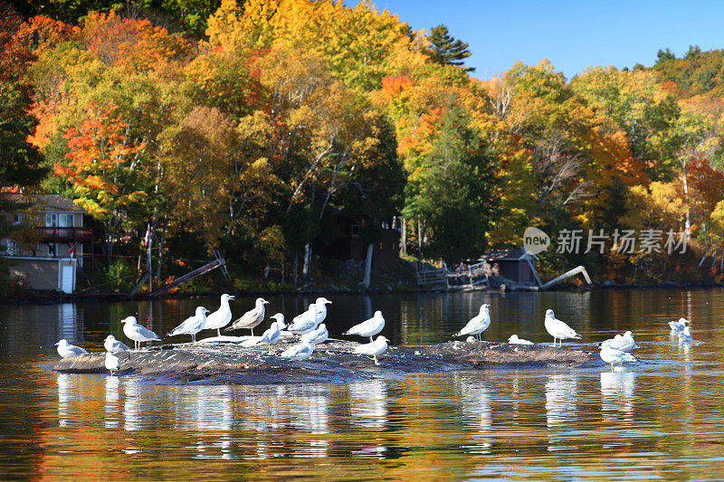 秋天，加拿大安大略省邦回音省公园小岛上的海鸥(Laridae sp.)